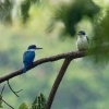 Lednacek promenlivy - Todiramphus chloris - Collared Kingfisher o2359